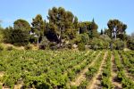 Provence Wine Region